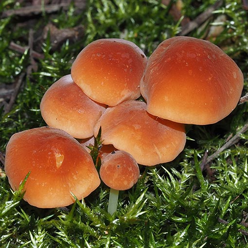 Marasmius elegans, fungi, Tasmania