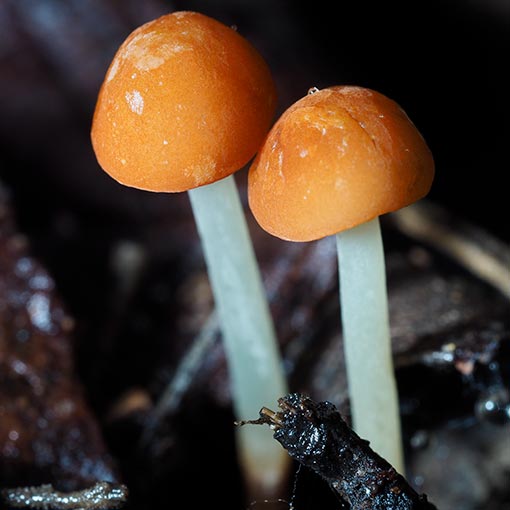 Marasmius elegans, fungi, Tasmania