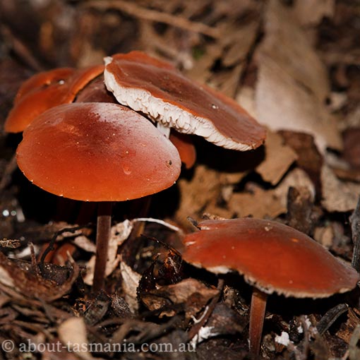 Marasmius elegans, fungi, Tasmania