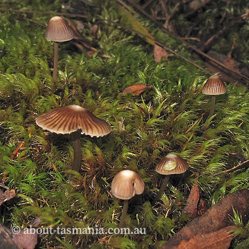 Mycena albidofusca, fungi, Tasmania