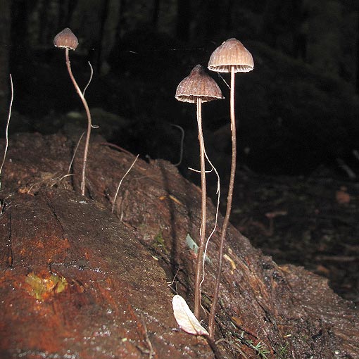 Mycena cystidiosa, fungi, Tasmania