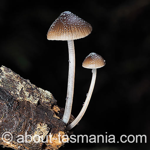 Mycena nargan, fungi, Tasmania