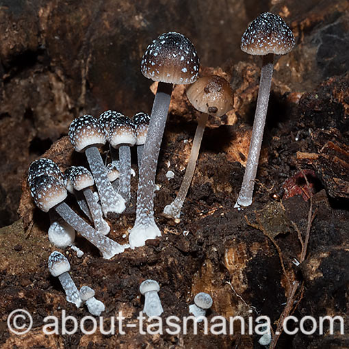 Mycena nargan, fungi, Tasmania