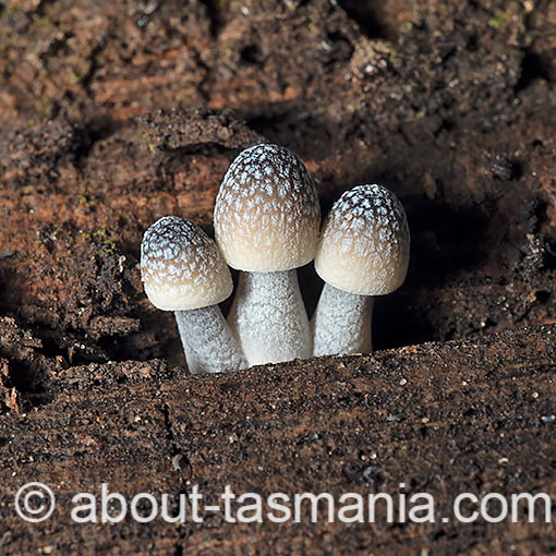 Mycena nargan, fungi, Tasmania