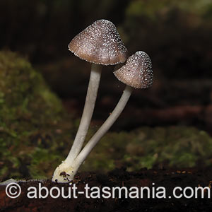 Mycena nargan