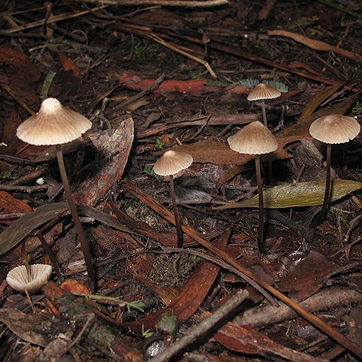 Mycena albidofusca, fungi, Tasmania