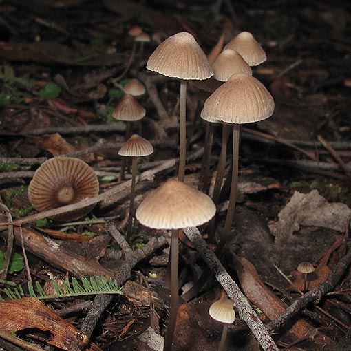 Mycena albidofusca, fungi, Tasmania