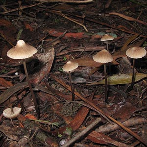 Mycena albidofusca