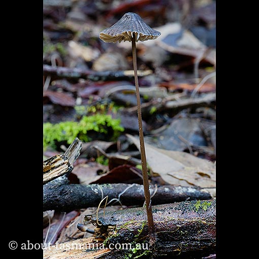 Mycena cystidiosa, fungi, Tasmania