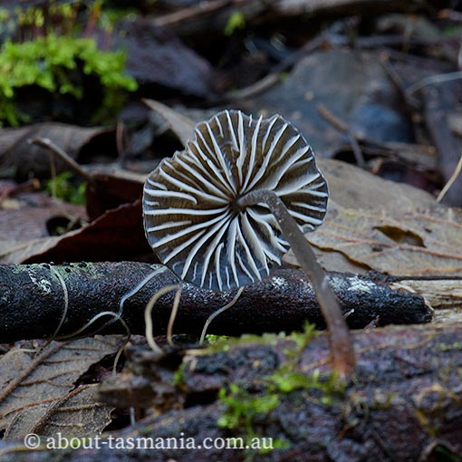 Mycena cystidiosa, fungi, Tasmania