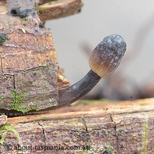 Mycena cystidiosa, fungi, Tasmania