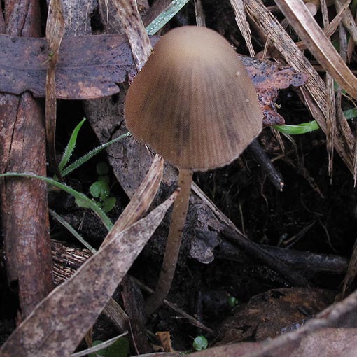 Panaeolina foenisecii, fungi, Tasmania