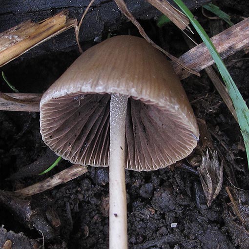 Panaeolina foenisecii, fungi, Tasmania