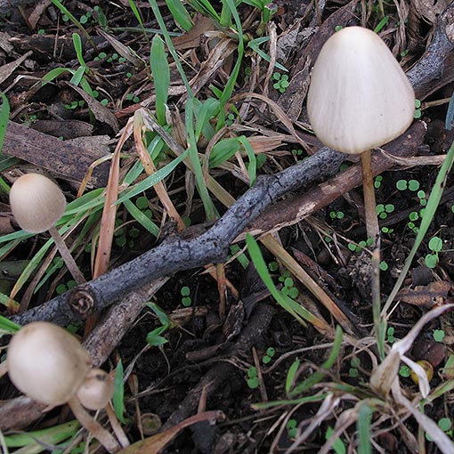 Panaeolus papilionaceus, fungi, Tasmania