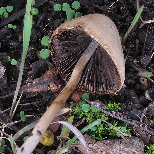 Panaeolus papilionaceus, fungi, Tasmania