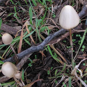 Panaeolus papilionaceus