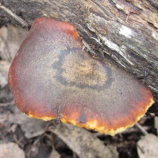 Polyporus melanopus, fungi, Tasmania