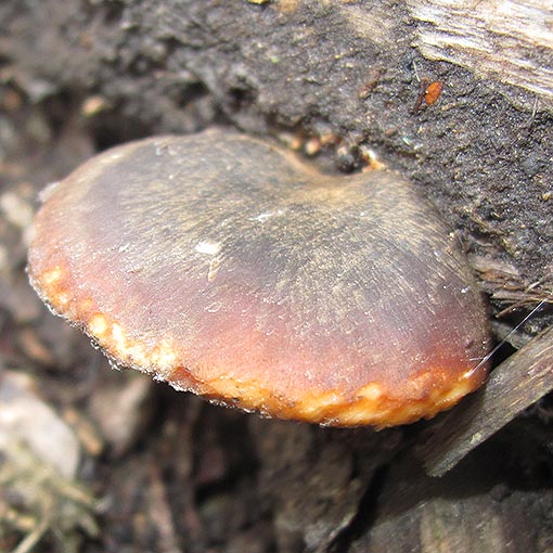 Polyporus melanopus, fungi, Tasmania