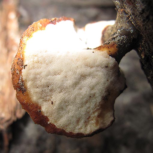 Polyporus melanopus, fungi, Tasmania