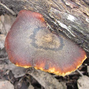 Polyporus melanopus