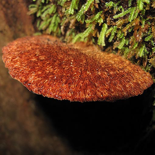 Postia pelliculosa, fungi, Tasmania