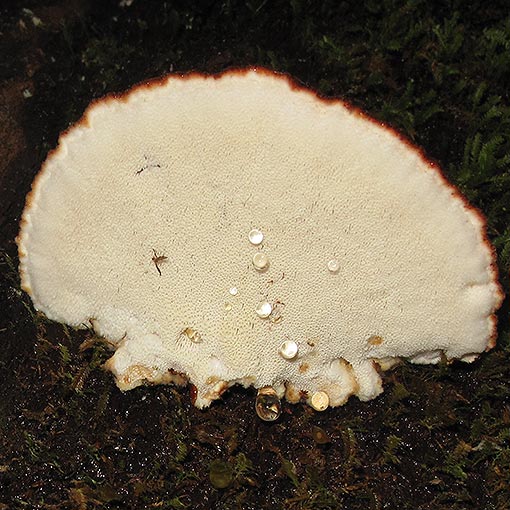 Postia pelliculosa, fungi, Tasmania