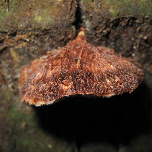 Postia pelliculosa, fungi, Tasmania