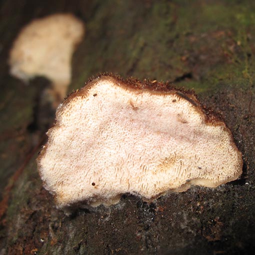 Postia pelliculosa, fungi, Tasmania