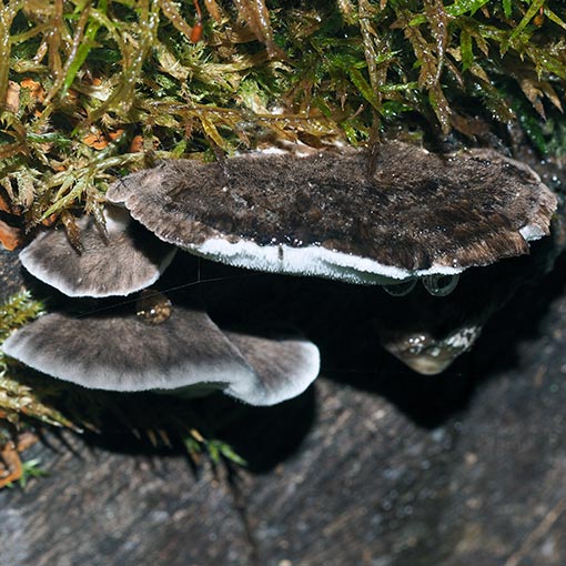 Postia pelliculosa, fungi, Tasmania