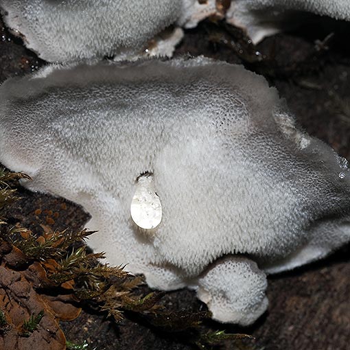 Postia pelliculosa, fungi, Tasmania