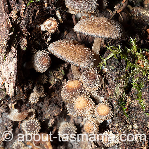 Psathyrella echinata, fungi, Tasmania