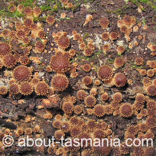 Psathyrella echinata, fungi, Tasmania