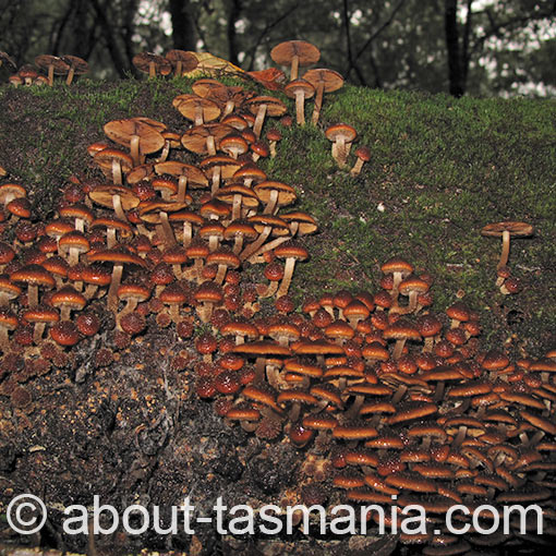 Psathyrella echinata, fungi, Tasmania