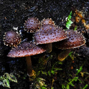 Psathyrella echinata