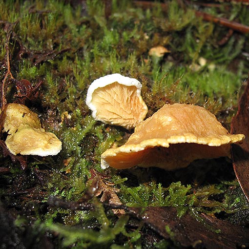 Pseudomerulius curtisii, fungi, Tasmania