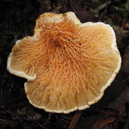 Pseudomerulius curtisii | About Tasmania