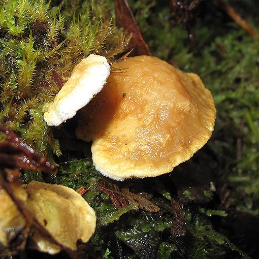 Pseudomerulius curtisii, fungi, Tasmania
