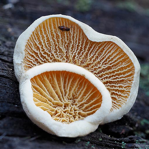 Pseudomerulius curtisii, fungi, Tasmania