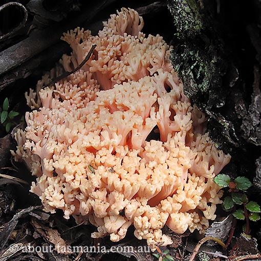 Ramaria capitata var. ochraceosalmonicolor, fungi, Tasmania