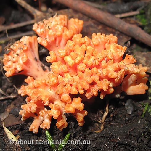 Ramaria capitata var. ochraceosalmonicolor, fungi, Tasmania