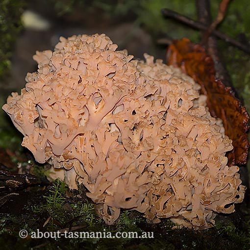 Ramaria capitata var. ochraceosalmonicolor, fungi, Tasmania