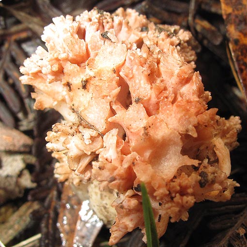 Ramaria capitata var. ochraceosalmonicolor, fungi, Tasmania