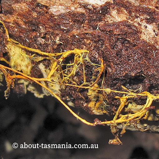 Rhizochaete filamentosa, fungi, Tasmania