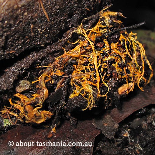 Rhizochaete filamentosa, fungi, Tasmania