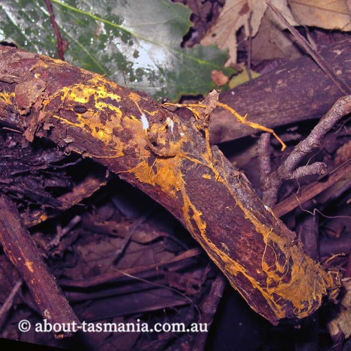 Rhizochaete filamentosa, fungi, Tasmania
