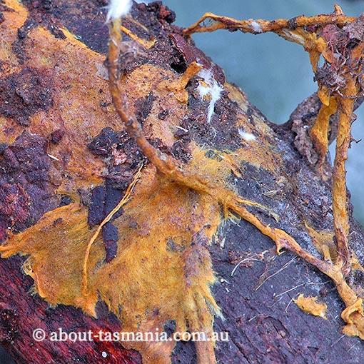 Rhizochaete filamentosa, fungi, Tasmania