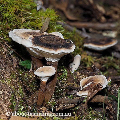 Sanguinoderma rude, Amauroderma rude, fungi, Tasmania