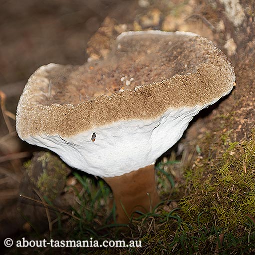Sanguinoderma rude, Amauroderma rude, fungi, Tasmania