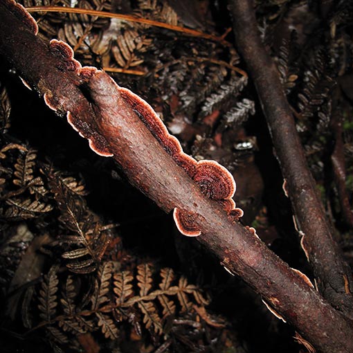 Stereum illudens, fungi, Tasmania