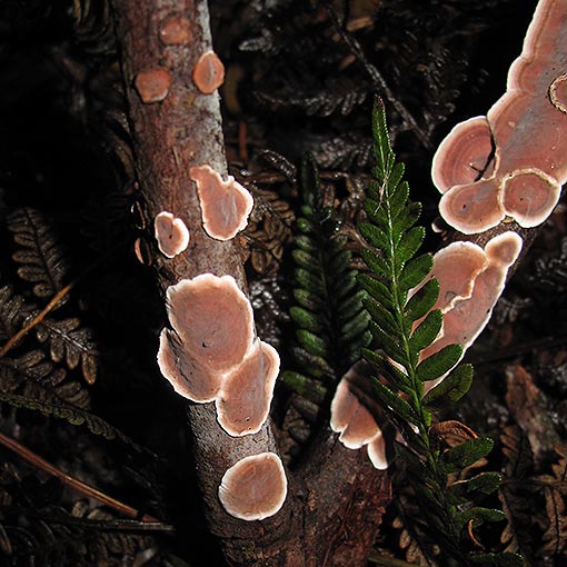 Stereum illudens, fungi, Tasmania